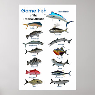 熱帯大西洋ポスターの釣り魚海 ポスター