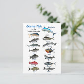 熱帯大西洋産の釣魚 ポストカード (スタンド正面)