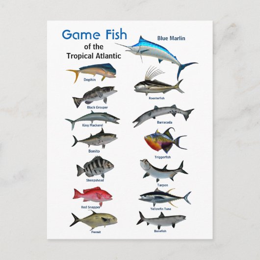 熱帯大西洋産の釣魚 ポストカード (正面)