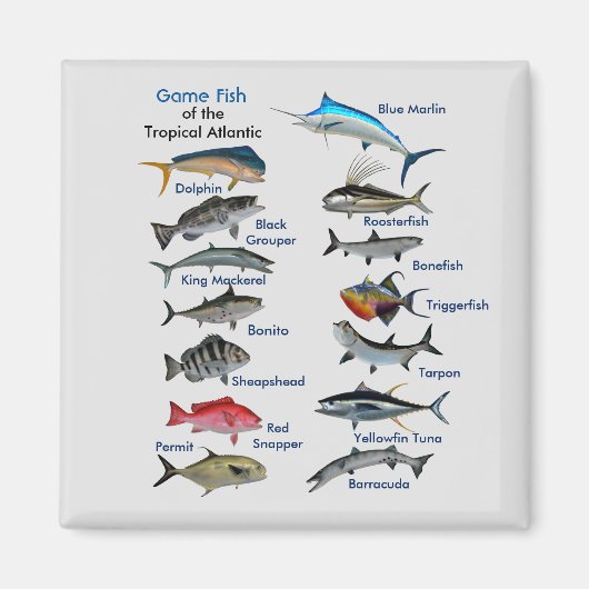 熱帯大西洋磁石の魚のゲーム マグネット (正面)