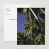 熱帯島のカリブのヤシの木 ポストカード (正面/裏面)