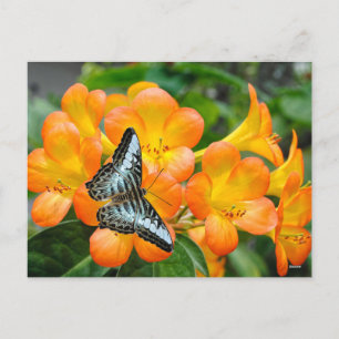 熱帯性シャクナゲのある青い蝶 シーズンポストカード