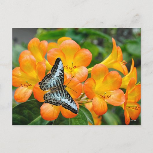 熱帯性シャクナゲのある青い蝶 シーズンポストカード (裏面)