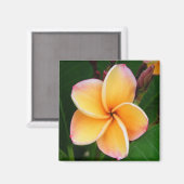 熱帯感覚 マグネット (正面/裏面)