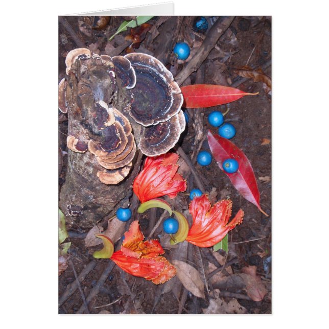 熱帯森林床 (正面)