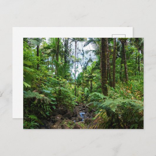 熱帯植物エルユンケ熱帯雨林はがき ポストカード (正面/裏面)