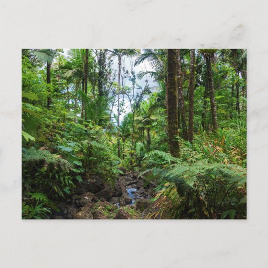 熱帯植物エルユンケ熱帯雨林はがき ポストカード (正面)