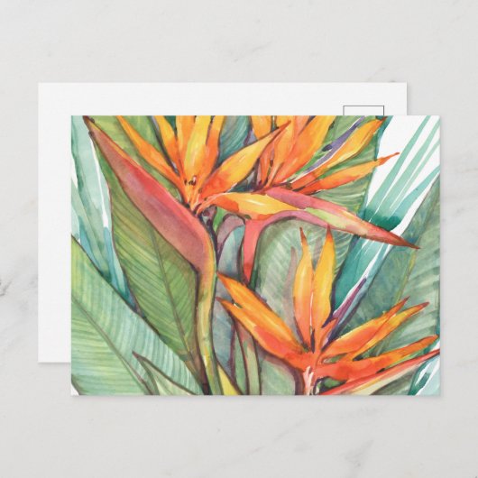 熱帯植物園パラダイスII ポストカード (正面/裏面)