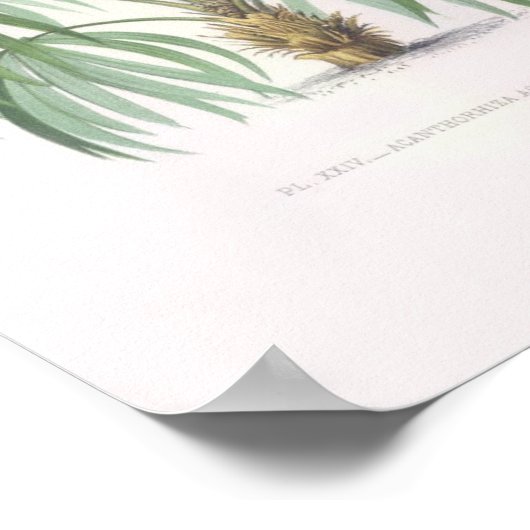 熱帯椰子 ポスター (角)