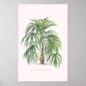 熱帯椰子 ポスター (正面)