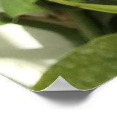 熱帯水球植物 ポスター (角)