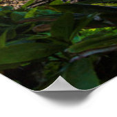 熱帯海岸線 ポスター (角)