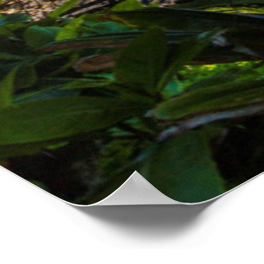 熱帯海岸線 ポスター (角)