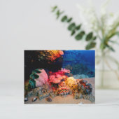熱帯海底サンゴクラム貝類 ポストカード (スタンド正面)