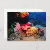熱帯海底サンゴクラム貝類 ポストカード (正面/裏面)