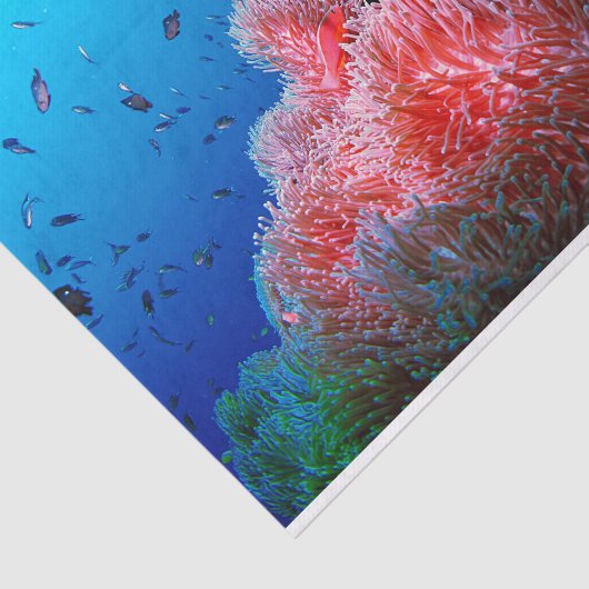 熱帯海洋生物のピンクの白熱［赤熱］光を放つなアネモネの珊瑚 薄葉紙 (詳細)