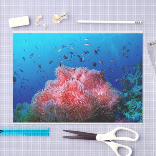 熱帯海洋生物のピンクの白熱［赤熱］光を放つなアネモネの珊瑚 薄葉紙 (クラフト)