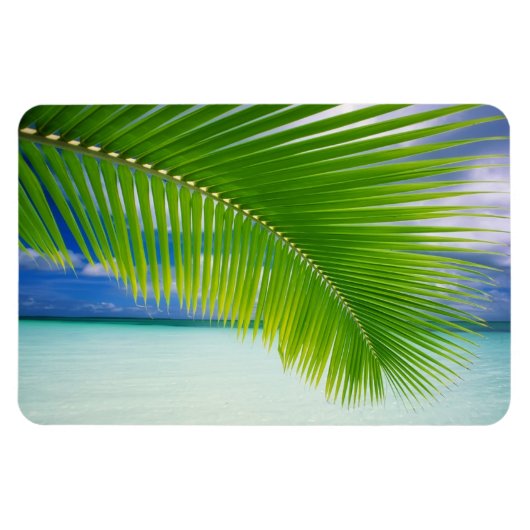 熱帯海磁石 マグネット (横)