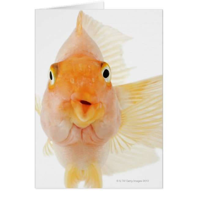 熱帯淡水魚 (正面)