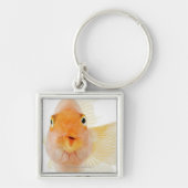 熱帯淡水魚 キーホルダー (正面)