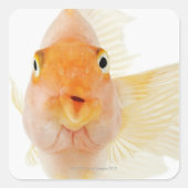 熱帯淡水魚 スクエアシール (正面)