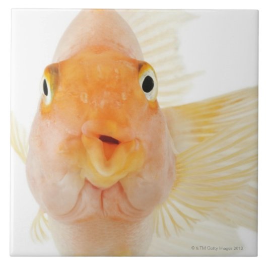 熱帯淡水魚 タイル (正面)