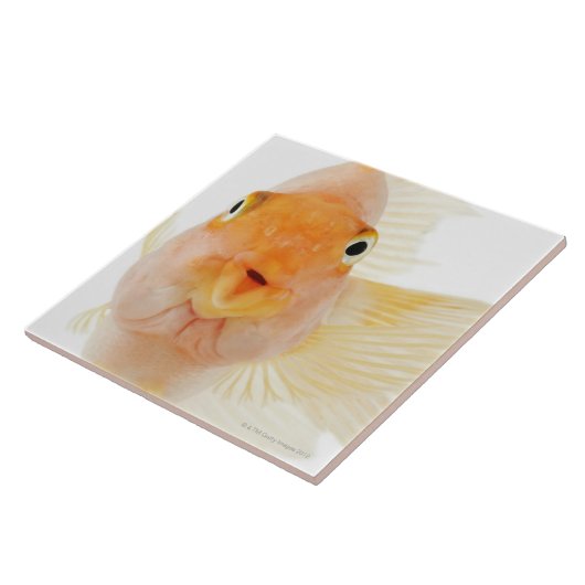 熱帯淡水魚 タイル (側面)