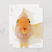 熱帯淡水魚 ポストカード (正面/裏面)