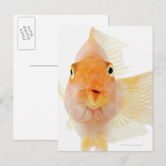 熱帯淡水魚 ポストカード (正面/裏面)