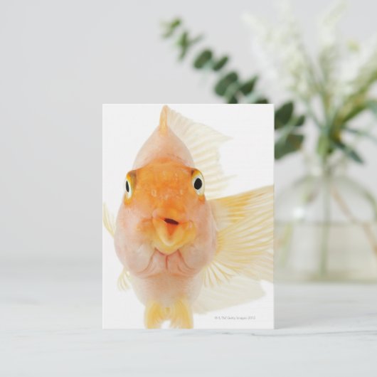 熱帯淡水魚 ポストカード (スタンド正面)