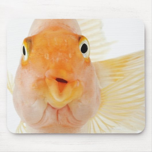 熱帯淡水魚 マウスパッド (正面)