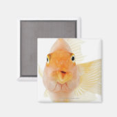 熱帯淡水魚 マグネット (正面/裏面)