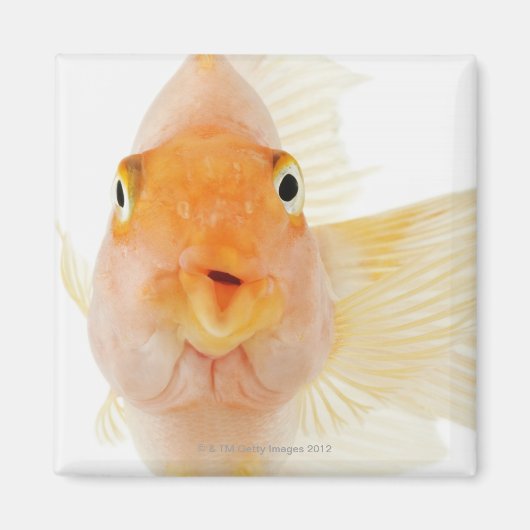 熱帯淡水魚 マグネット (正面)