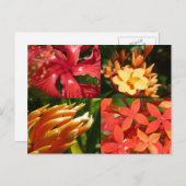 "熱帯熱"郵便はがき ポストカード (正面/裏面)