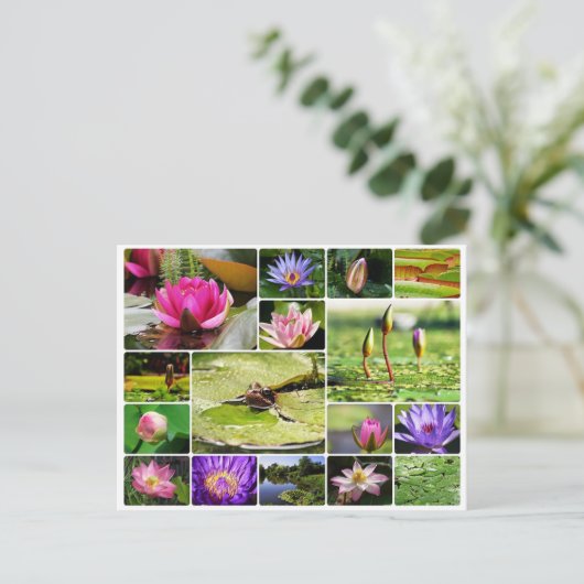 熱帯睡蓮フォトコラージュ自然開花 ポストカード (スタンド正面)