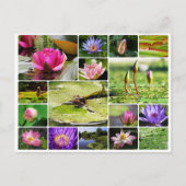 熱帯睡蓮フォトコラージュ自然開花 ポストカード (正面)