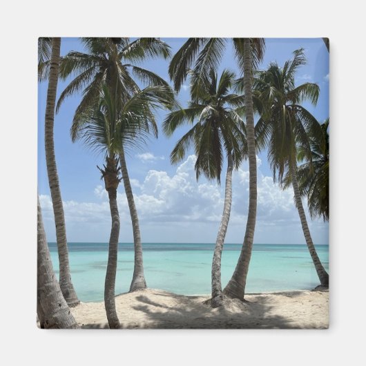 熱帯磁石 マグネット (正面)