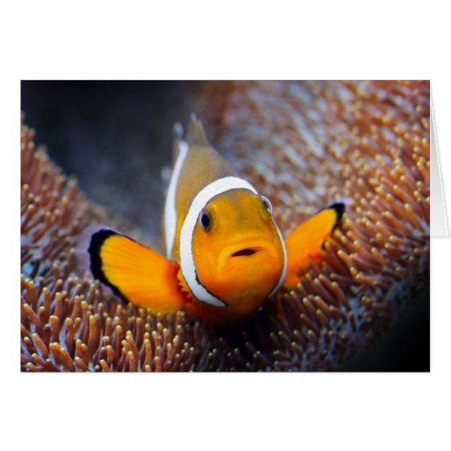 熱帯礁の魚- Clownfish (正面横)