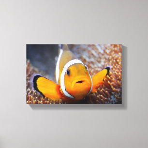 熱帯礁の魚- Clownfish キャンバスプリント