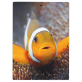 熱帯礁の魚- Clownfish クリップボード (裏面)