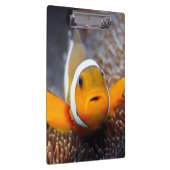 熱帯礁の魚- Clownfish クリップボード (右)