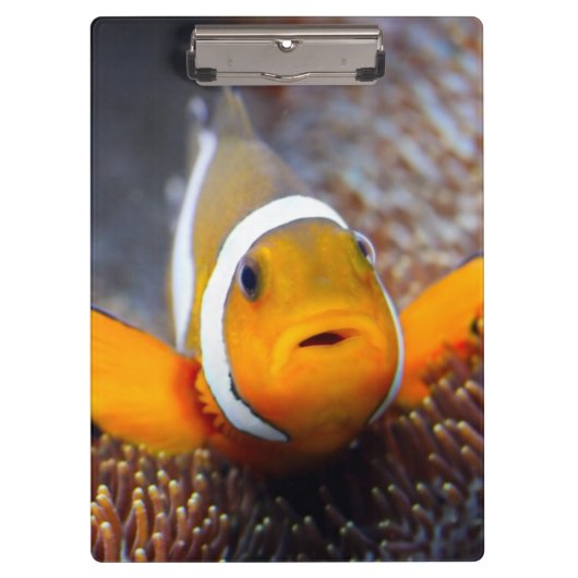 熱帯礁の魚- Clownfish クリップボード (正面)