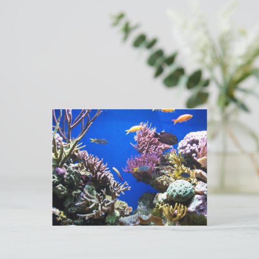熱帯礁 ポストカード (スタンド正面)