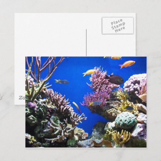 熱帯礁 ポストカード (正面/裏面)