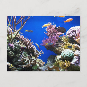 熱帯礁 ポストカード