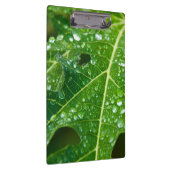 熱帯緑のパパイヤの葉に雨粒 クリップボード (右)