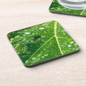 熱帯緑のパパイヤの葉に雨粒 コースター (左側)
