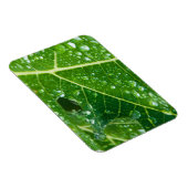熱帯緑のパパイヤの葉に雨粒 マグネット (右側)