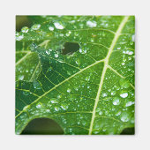 熱帯緑のパパイヤの葉に雨粒 マグネット (正面)