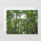 熱帯緑の熱帯雨林の天蓋を通る日光 (正面)